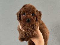 MALTİPOO YAVRULAR