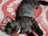 3 aylık dişi british shorthair tuvalet eğitimi vardır