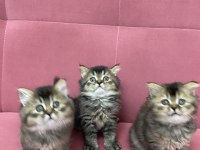 Safkan british longhair tabby uzun tüy yuvarlak surat