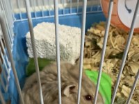 HAMSTER SATILIK
