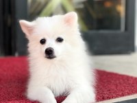 Dişi 1 yaşında sahiplendirilecek pomeranian
