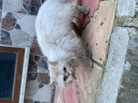 Sokağa atılmış İran kedisi ACİL