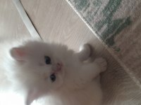 British longhair yavrularımız