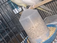 Albino lutino takım sultan papağanı