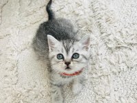 British shorthair güzellik yeni yuvasını arıyor