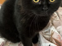 Sevimli 2 Yaşında Erkek British Shorthair