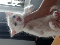 Scottish fold yavru