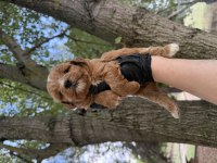 Maltipoo Dişi Erkek 