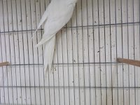 Erkek albino 1 yaşında sultan papağanı