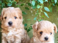 Maltipoo yavru köpekler