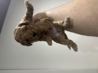 Toy poodle dişi erkek mevcut sahibini bekliyor
