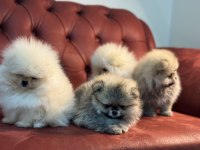Wc eğitimli tea cup pomeranian yavrularımız
