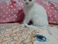 2 aylık yavru scottish fold