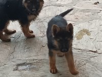 Alman Kurdu yavrularım sağlık garantili