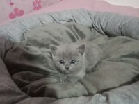 British shorthair 2 aylık kedimiz