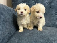 Kar beyaz maltipoo yavrularımız