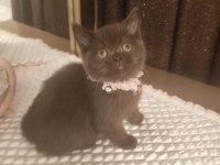 Çikolata British Shorthair