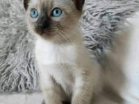 ORİJİNAL SİYAM YAVRULARIMIZ