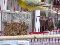 Şarkıcı pareket papağanı