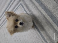 Pomeranian Lui evinizin neşesi olmaya geliyor