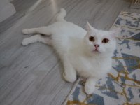 Dişi british longhair cinsi kedimiz