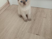 Scottish fold dişi ve erkek yavru kediler