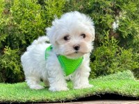 KAR BEYAZI MALTESE TERRİER YAVRULARI