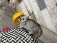 Munchkin yavru