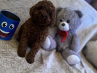 Saf kan toy poodle yavrumuz
