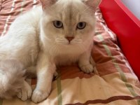British shorthair sevimli