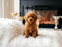 Toy Poodle Yavru Erkek Ve Dişi Yavrular Ücretsiz Teslimat