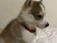 Dişi Yavru husky