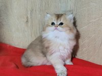 MÜKEMMEL BRİTİSH LONGHAİR DİŞİ YAVRULAR