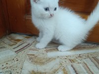 Scottish Fold Yavrular