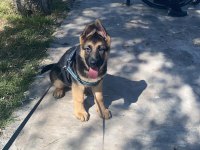 A şecereli alman çoban köpeği yavruları