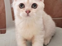 British Shorthair Silver Erkek