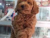 Irk Ve Sağlık Garantili Maltipoo Yavrumuz