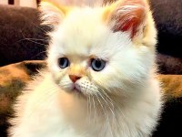 GÜZEL İRAN KEDİSİ YAVRULARIMIZ YENİ AİLESİNİ BEKLİYOR