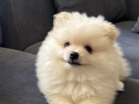 Köpeğimiz Hakkında Detaylar Görüşülür