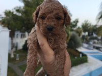 Toy poodle köpeğimiz