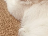 Sevimli cana yakın temiz bakımlı dost kedimiz