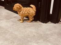 Safkan Toy Boyut Poodle Yavrumuz
