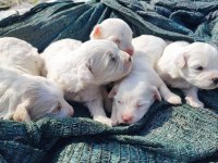 Bebeklerim 20 Gün Sonra Teslim Maltese Terrier
