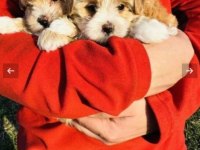 A kalite maltipoo yavrular