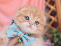 Top Kafa Scottish Fold Erkek Yavru