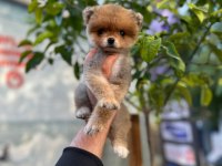 Pomeranian boo traşlı