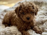 AŞILI MİKROÇİPLİ PASAPORTLU TOYPOODLE YAVRULARIMIZ