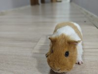 Ginepig Erkek