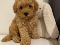 Red brown ev ortamı bebeklerimiz toy poodle