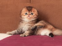 Erkek sıfır kulak üst kaliteli scottish fold